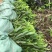 农户直销马占相思小苗无纺布袋容器苗荒山造林边坡绿化