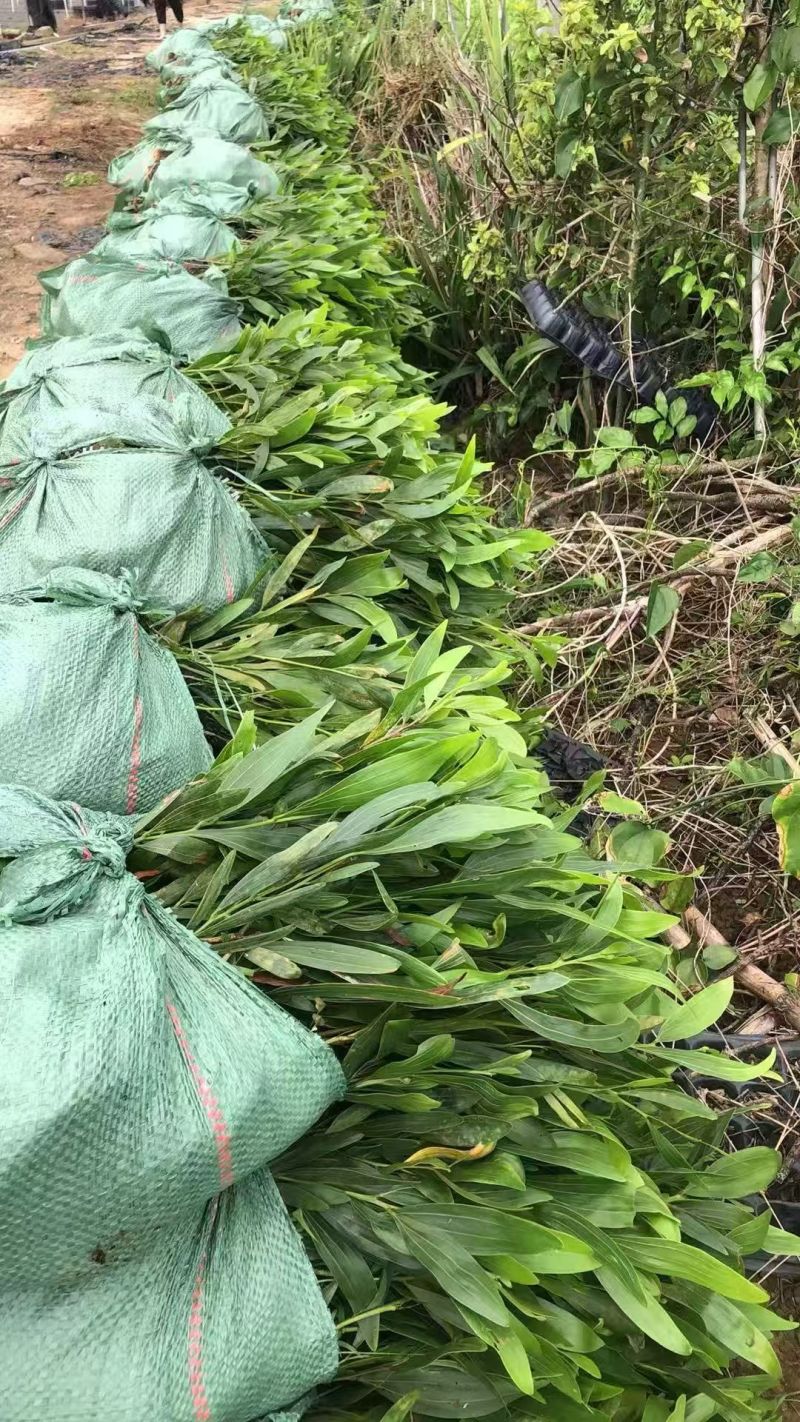 农户直销马占相思小苗无纺布袋容器苗荒山造林边坡绿化