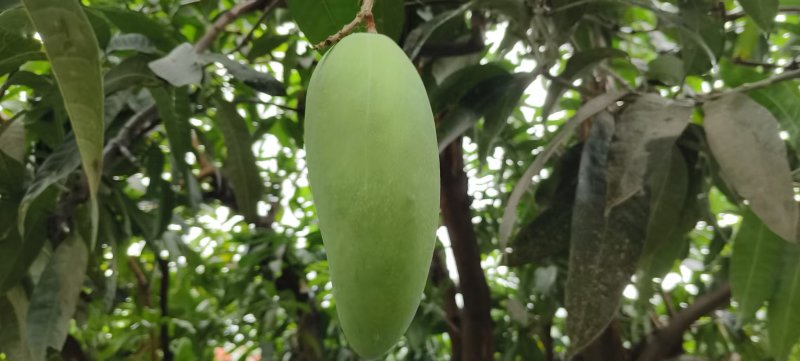 云南大青芒