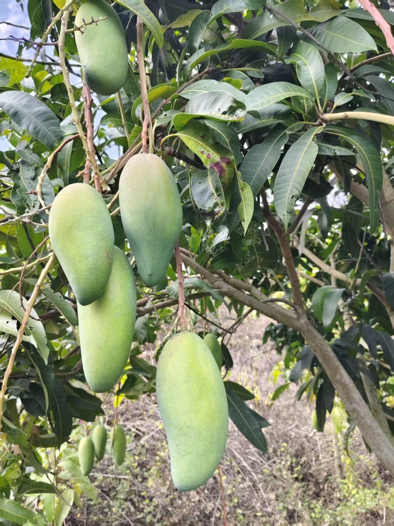 云南大青芒