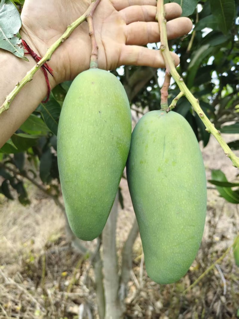 云南大青芒