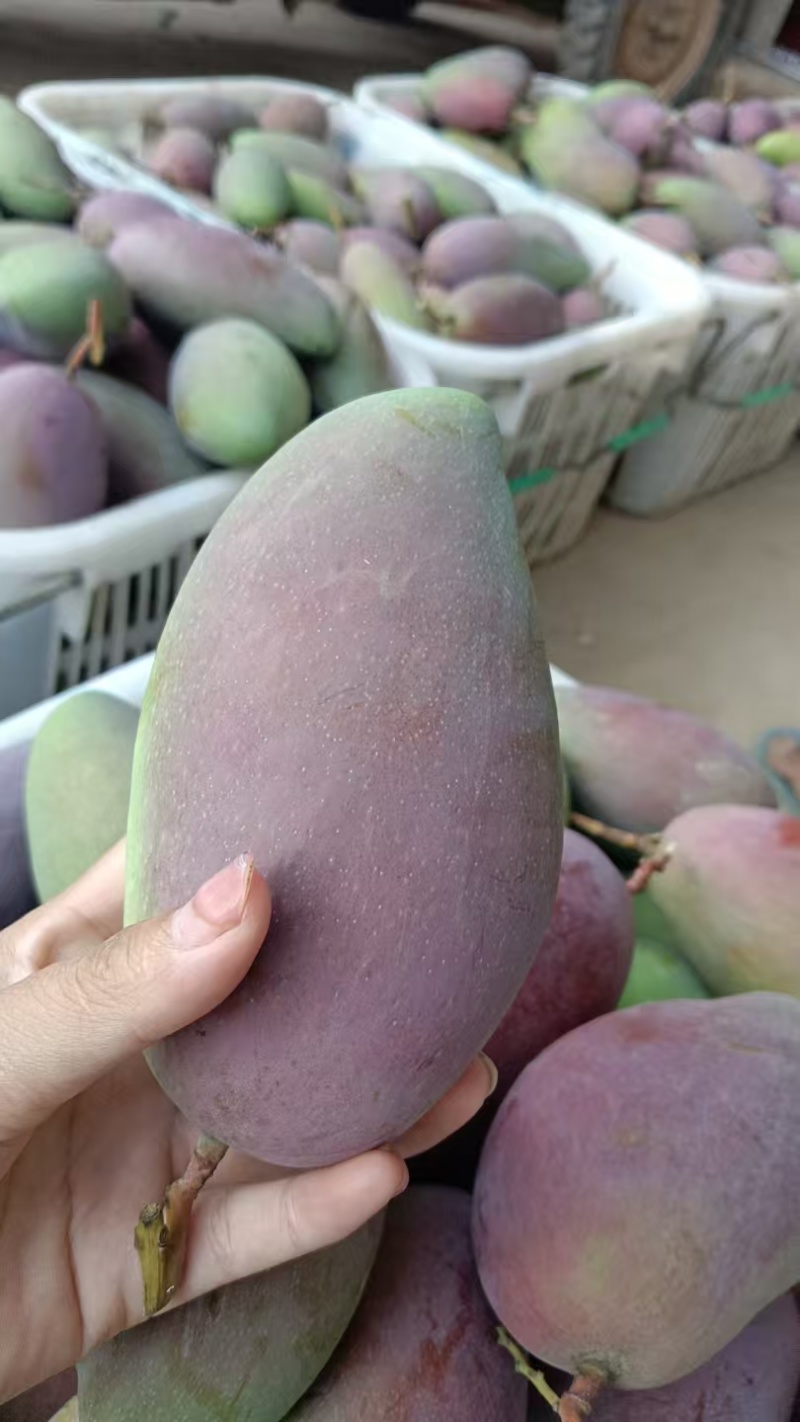 云南贵妃芒新鲜采摘产地直发电商一件代发临沧芒果网袋果