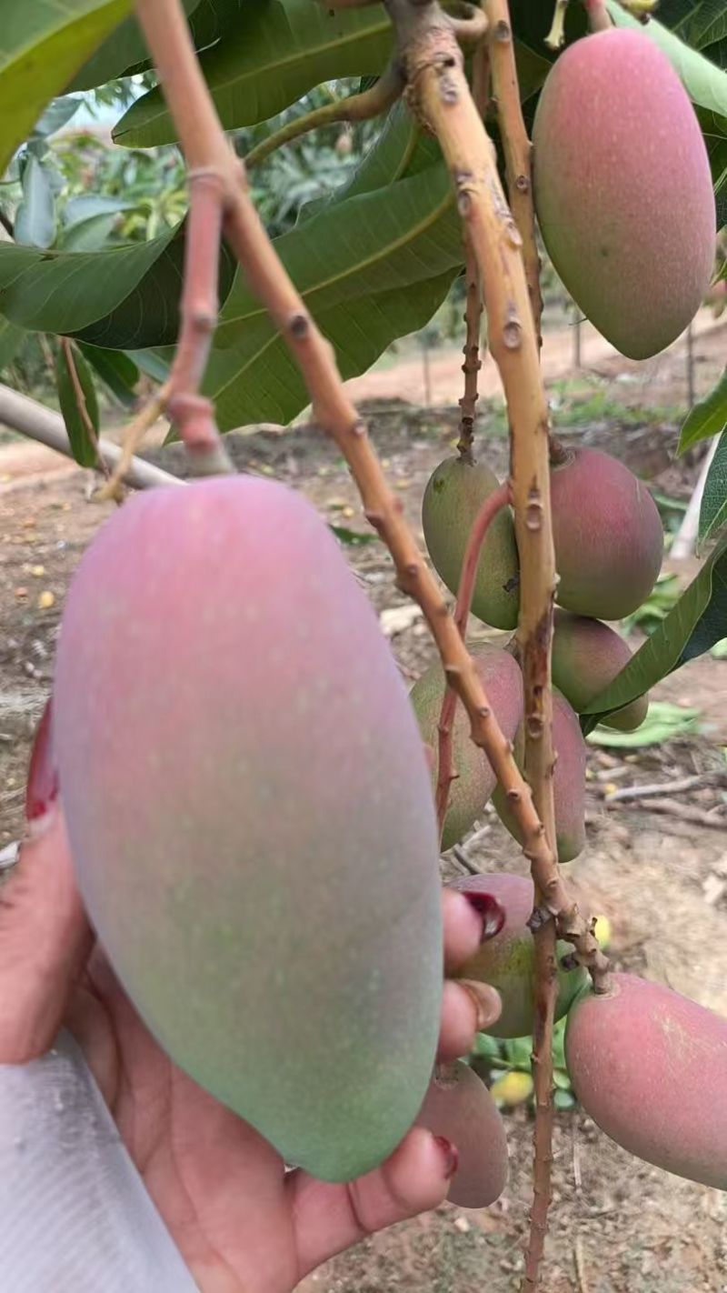云南贵妃芒新鲜采摘产地直发电商一件代发临沧芒果网袋果