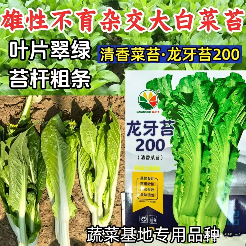 龙芽苔200白菜苔种子杂交清香油菜苔杆粗条耐寒白菜苔种籽