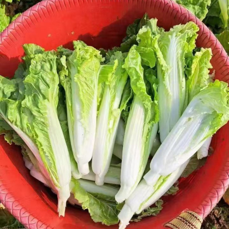 龙芽苔200白菜苔种子杂交清香油菜苔杆粗条耐寒白菜苔种籽