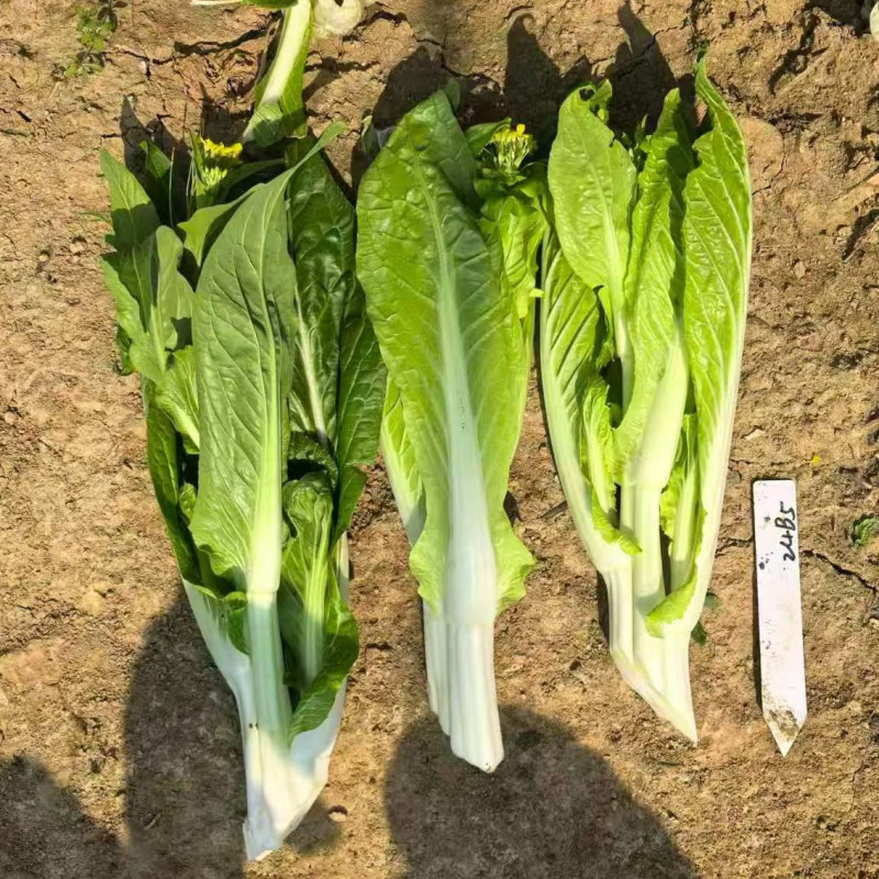 龙芽苔200白菜苔种子杂交清香油菜苔杆粗条耐寒白菜苔种籽
