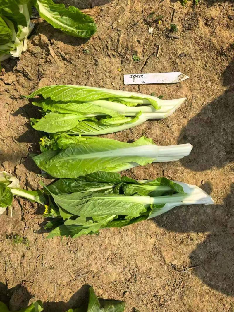 龙芽苔200白菜苔种子杂交清香油菜苔杆粗条耐寒白菜苔种籽