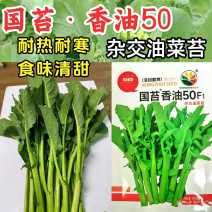 国苔香油50油菜苔种子耐热耐寒青梗杂交油菜心菜苔种籽
