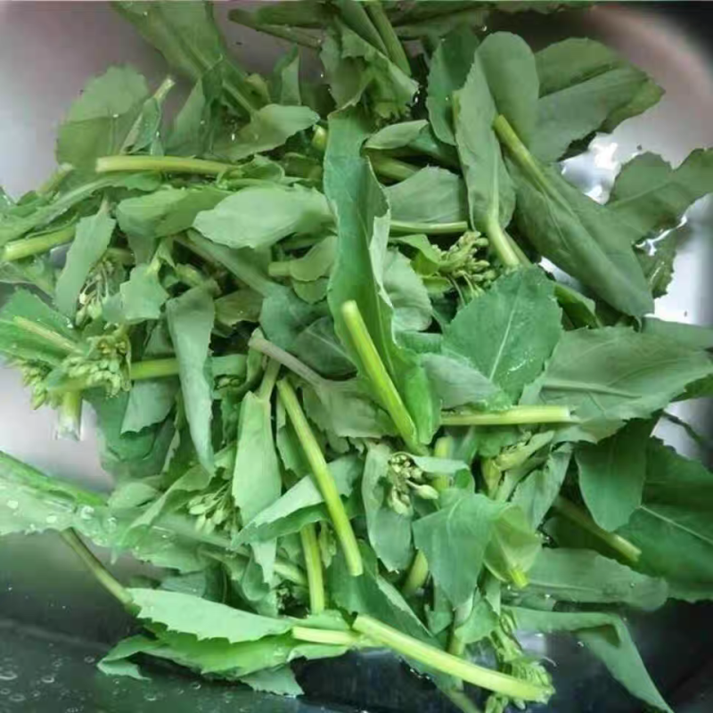 国苔香油50油菜苔种子耐热耐寒青梗杂交油菜心菜苔种籽