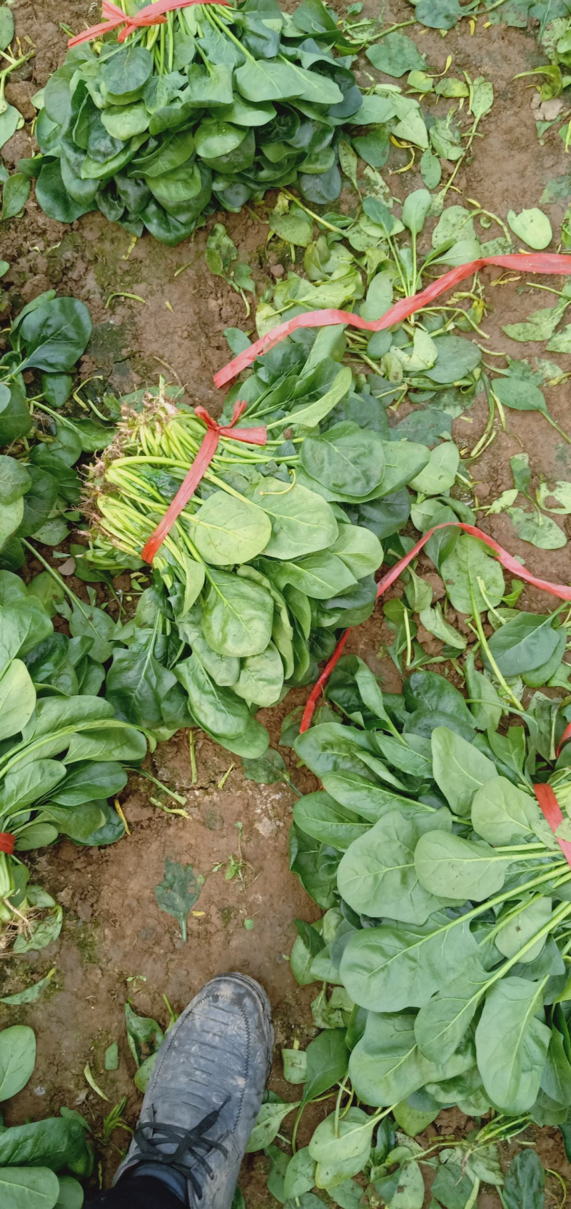 【精品】大叶菠菜河北菠菜大量供应可视频看货选货