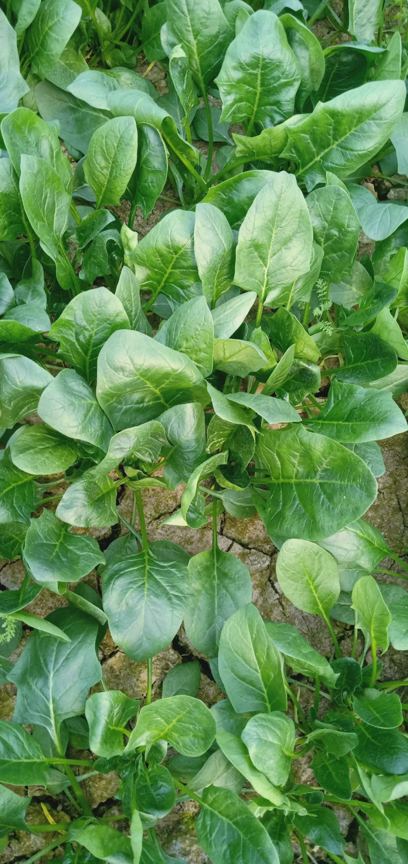 【精品】大叶菠菜河北菠菜大量供应可视频看货选货