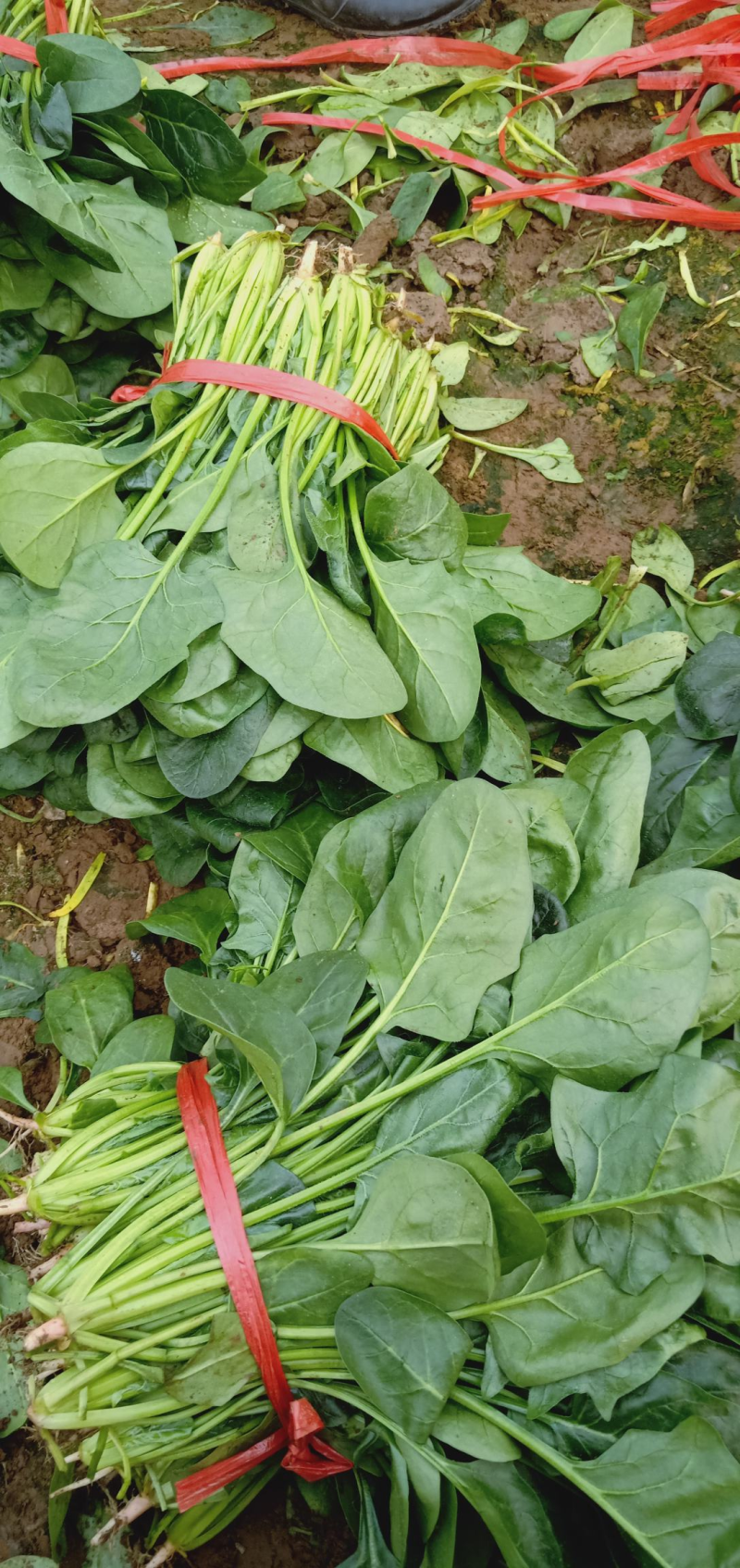 【精品】大叶菠菜河北菠菜大量供应可视频看货选货