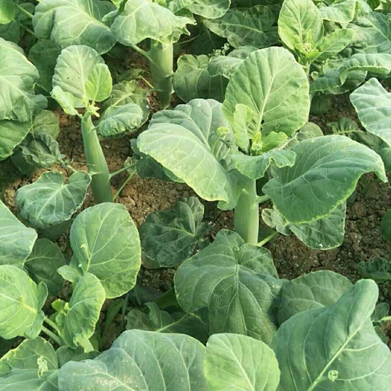 芥兰种子大笋迟花芥兰中晚熟耐寒白花大田基地型