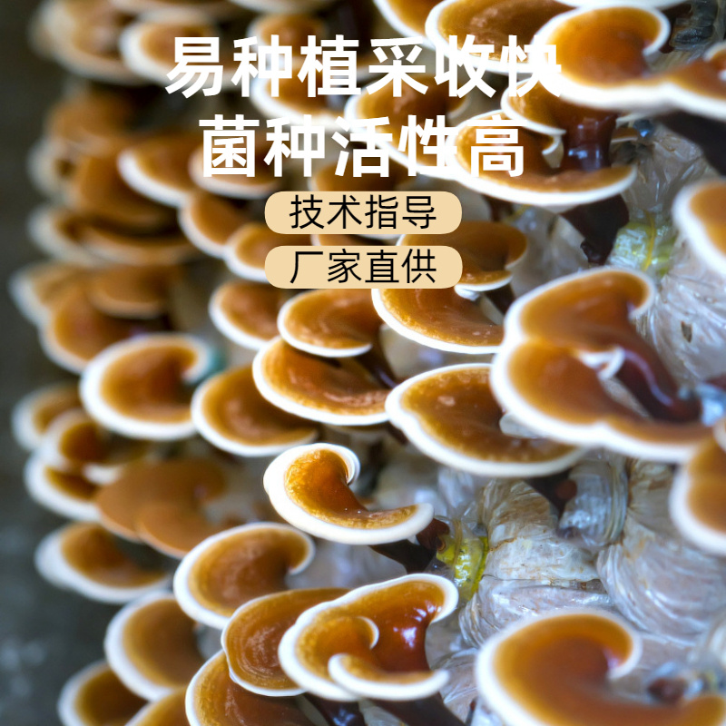 灵芝菌包家用种植包出芝快高产食用菌菌种基地直发