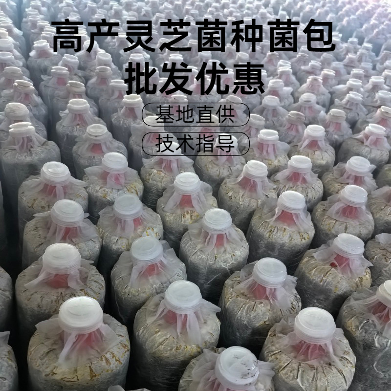 灵芝菌包家用种植包出芝快高产食用菌菌种基地直发