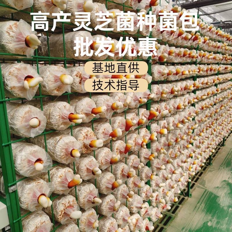 灵芝菌包家用种植包出芝快高产食用菌菌种基地直发