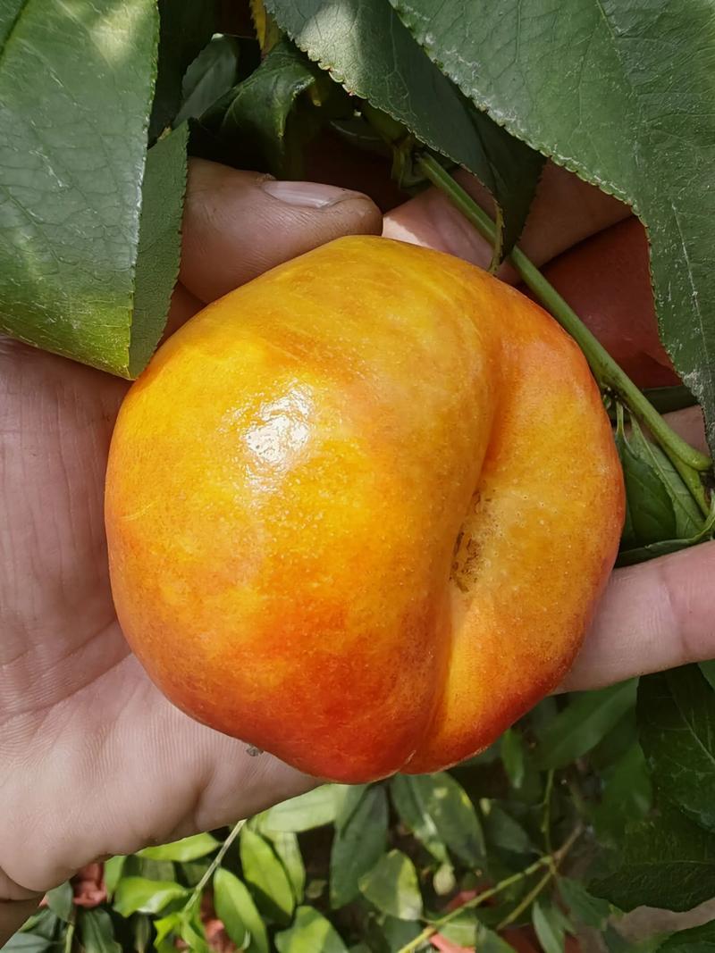 油蟠桃7/7蟠桃，36/5黄潘桃，毛潘十一。各种蟠桃