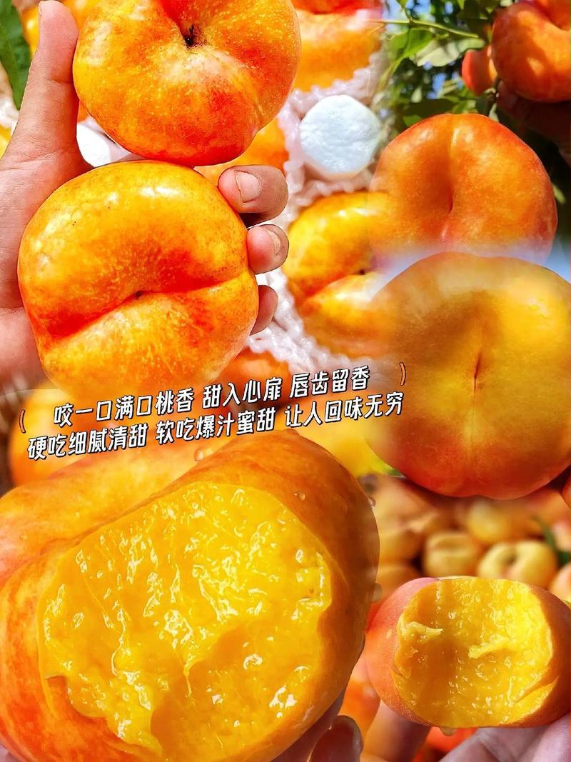 油蟠桃7/7蟠桃，36/5黄潘桃，毛潘十一。各种蟠桃