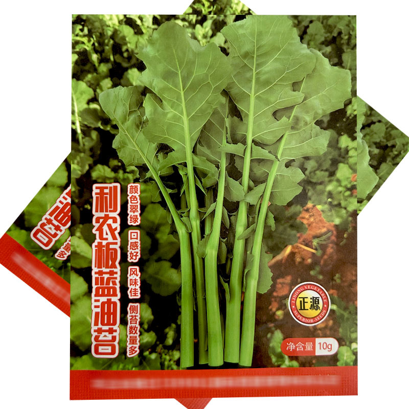 板蓝根菜苔种子板蓝根青菜种籽板蓝油菜苔四季可播多茬采收高