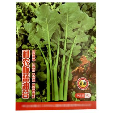 板蓝根菜苔种子板蓝根青菜种籽板蓝油菜苔四季可播多茬采收高