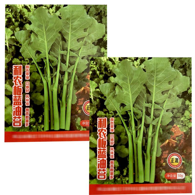 板蓝根菜苔种子板蓝根青菜种籽板蓝油菜苔四季可播多茬采收高