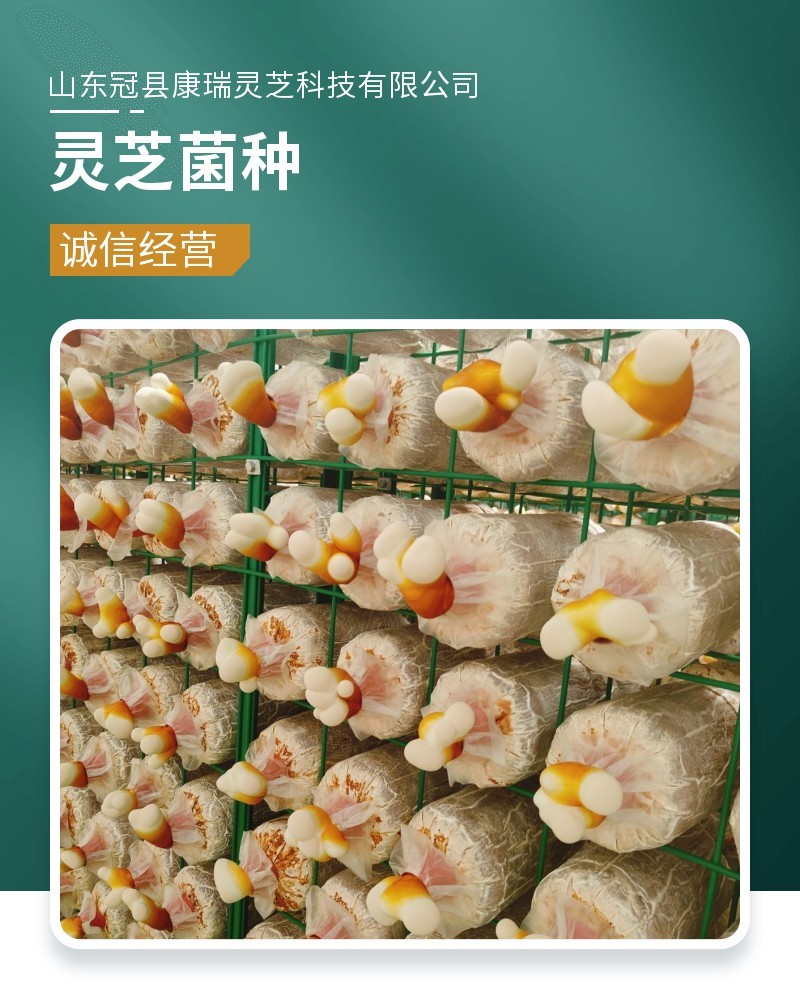 灵芝菌包家用种植包出芝快高产食用菌菌种基地直发