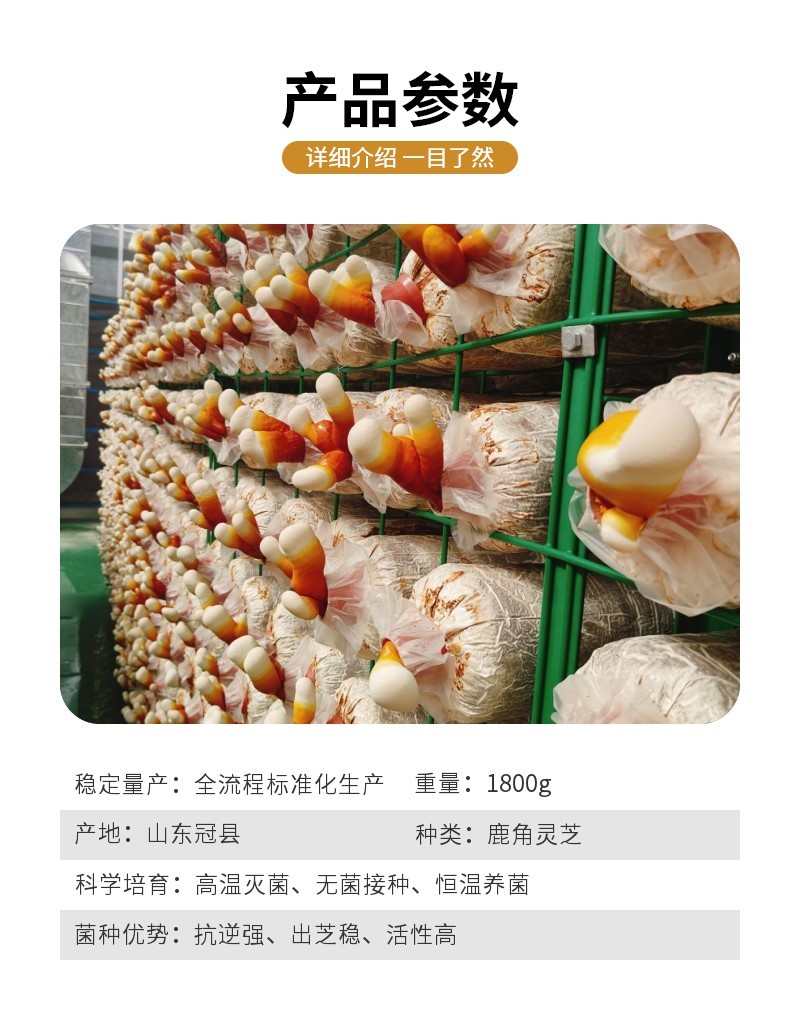 灵芝菌包家用种植包出芝快高产食用菌菌种基地直发