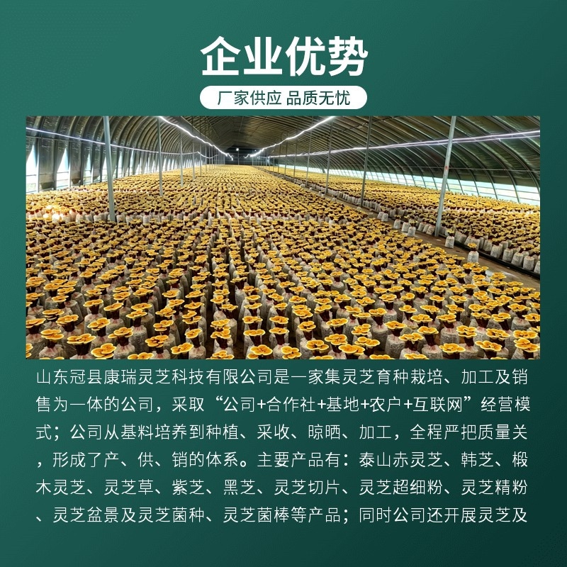 灵芝菌包家用种植包出芝快高产食用菌菌种基地直发