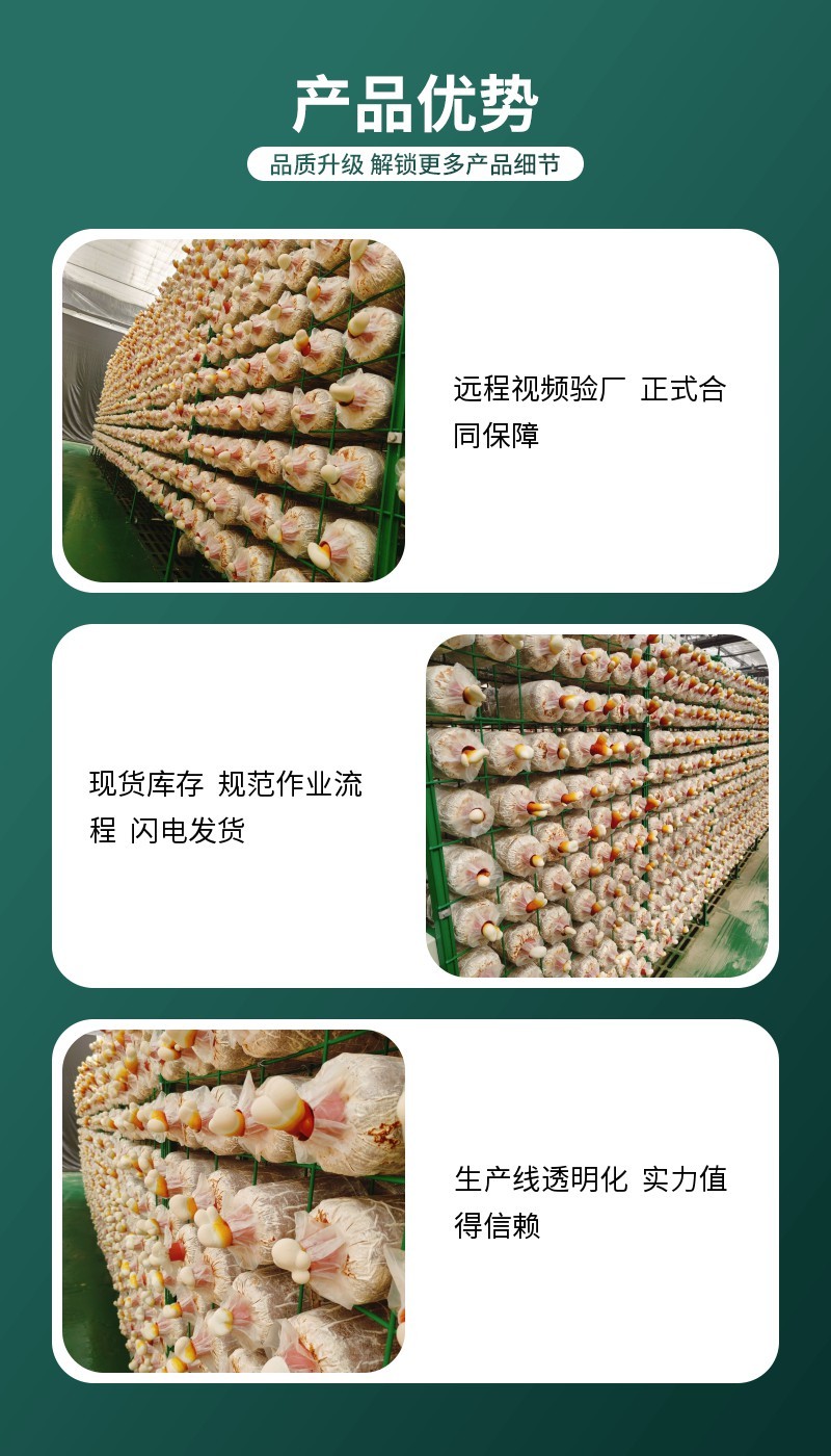灵芝菌包家用种植包出芝快高产食用菌菌种基地直发