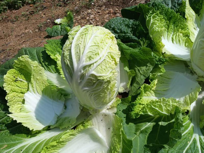 大娃娃菜新鲜大量上市味美甘甜价格优惠欢迎来电咨询