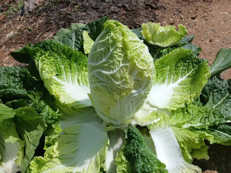 大娃娃菜新鲜大量上市味美甘甜价格优惠欢迎来电咨询