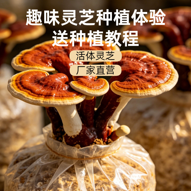 冠县灵芝菌包整箱批发易成活四季种植观赏食用灵芝菌种