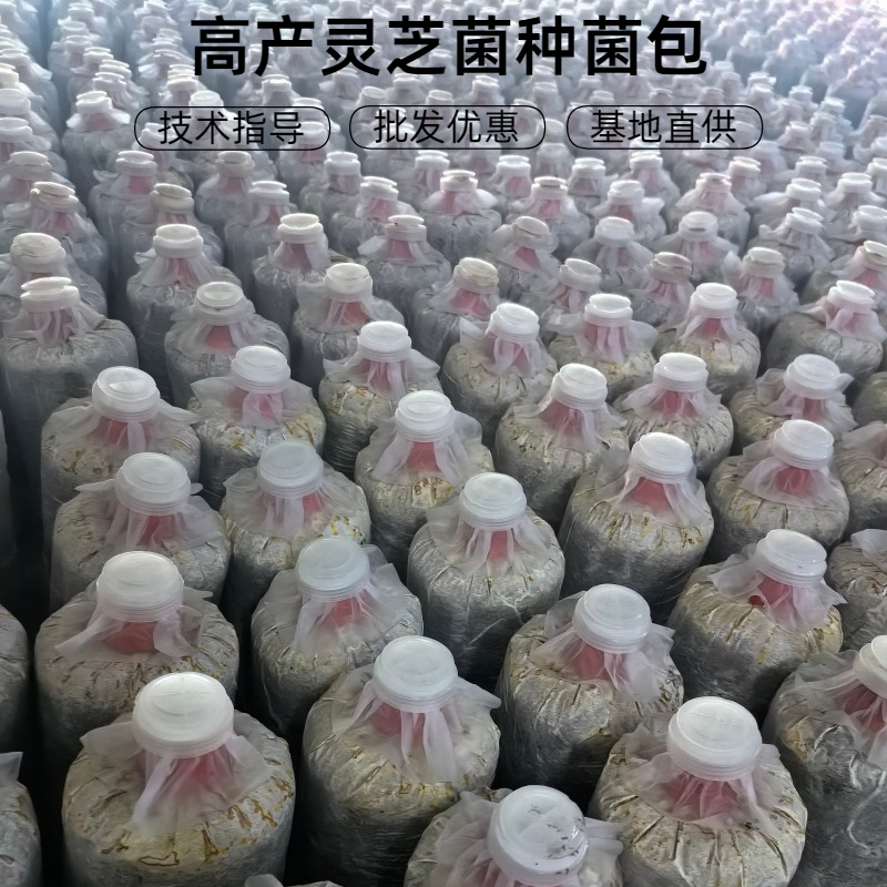 冠县灵芝菌包整箱批发易成活四季种植观赏食用灵芝菌种