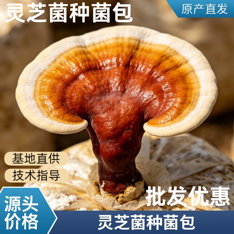 高产黑灵芝菌包家庭庭院盆栽培育菌棒量大价优