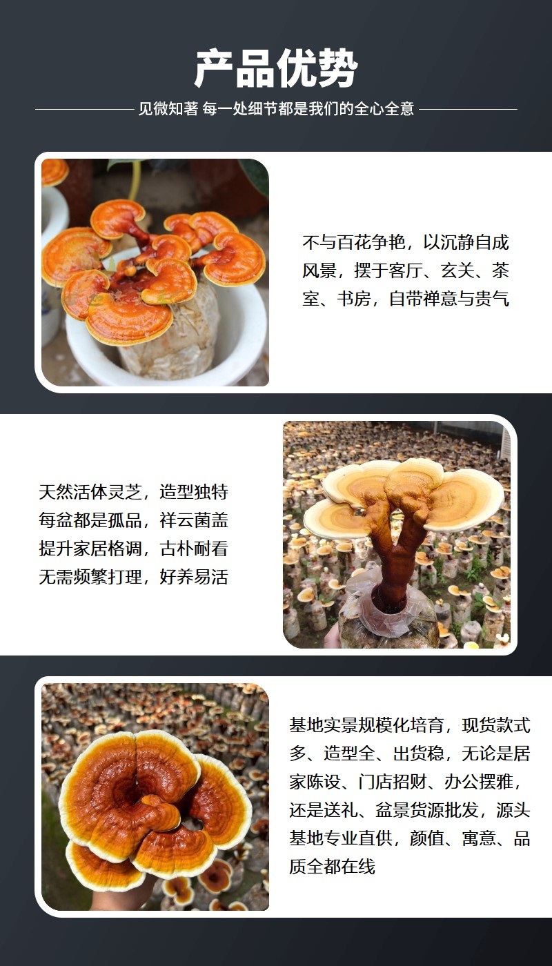 高产黑灵芝菌包家庭庭院盆栽培育菌棒量大价优