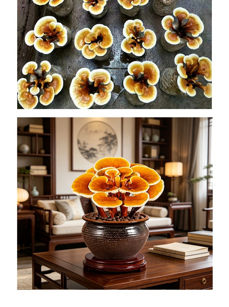 高产黑灵芝菌包家庭庭院盆栽培育菌棒量大价优