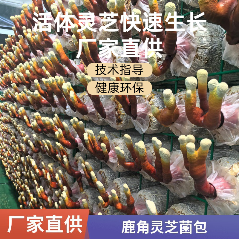 鹿角灵芝菌包直销正宗活体菌种种植包新手好养