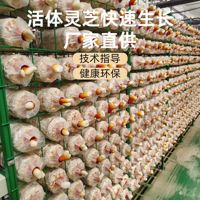 鹿角灵芝菌包直销正宗活体菌种种植包新手好养