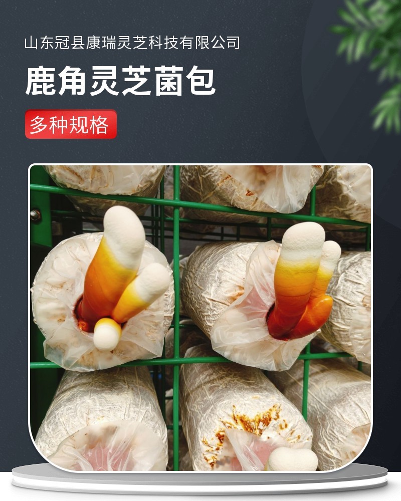 鹿角灵芝菌包直销正宗活体菌种种植包新手好养