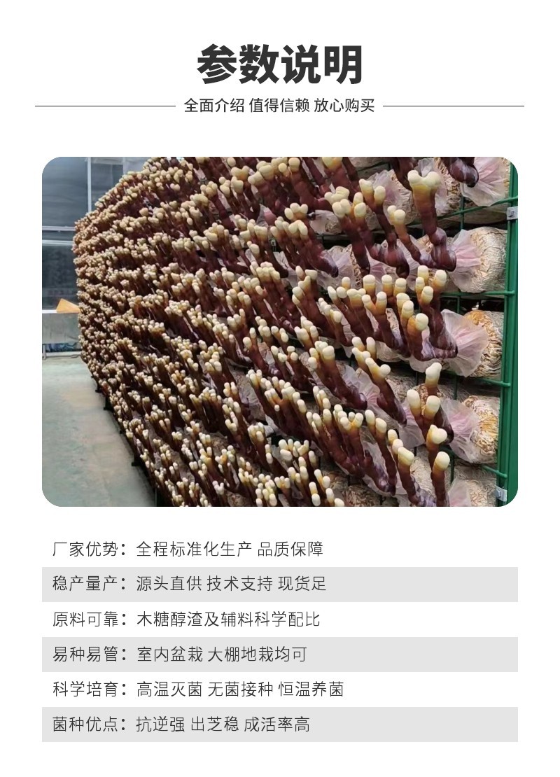鹿角灵芝菌包直销正宗活体菌种种植包新手好养