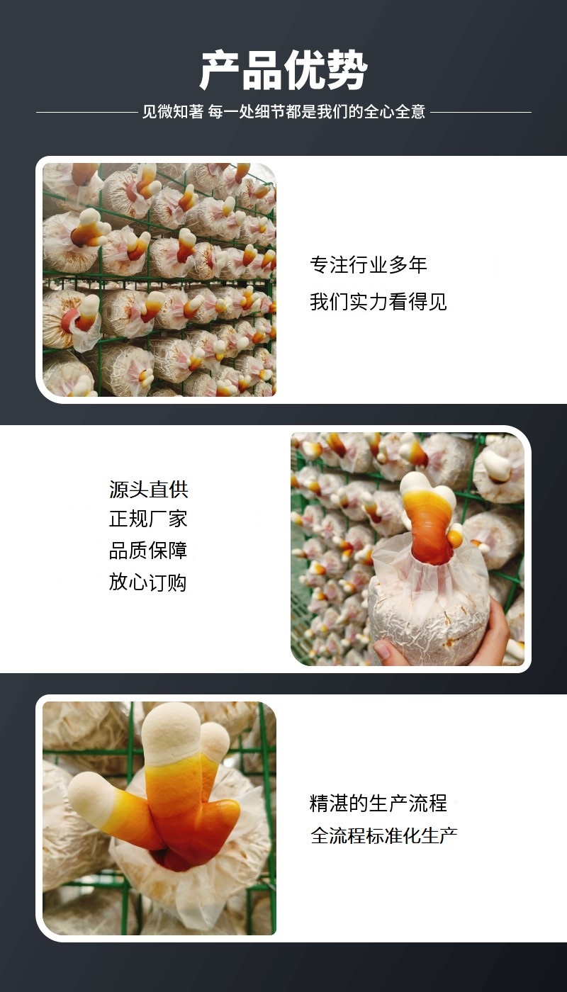 鹿角灵芝菌包直销正宗活体菌种种植包新手好养