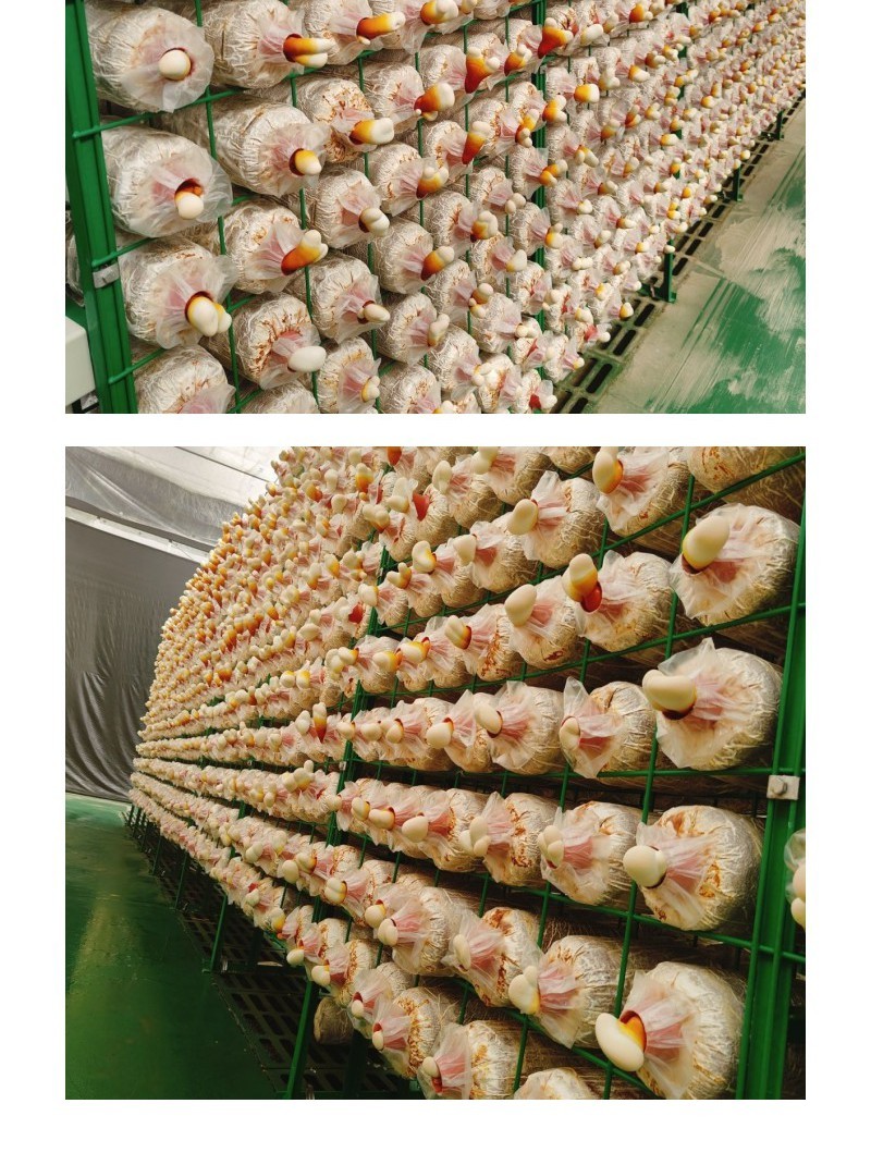 鹿角灵芝菌包直销正宗活体菌种种植包新手好养