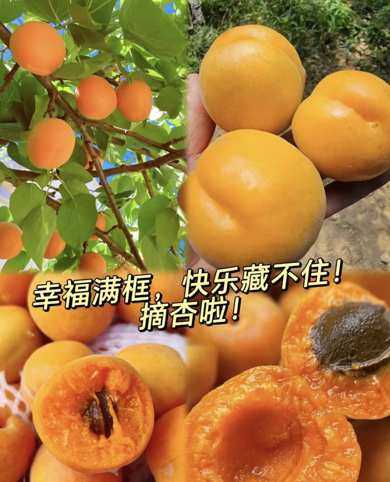 【实力推荐】金太阳杏精品杏罐头杏可对接工厂商超电商等
