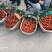 【精品】红灯樱桃大量上市对接全国罐头厂酿酒厂电商！