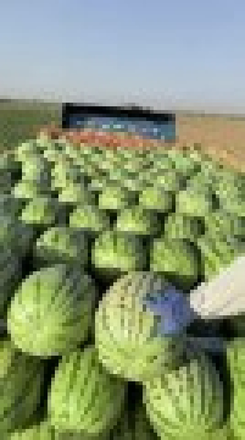 新疆吐鲁番精品金城5号西瓜产地直发量大从优保质保量