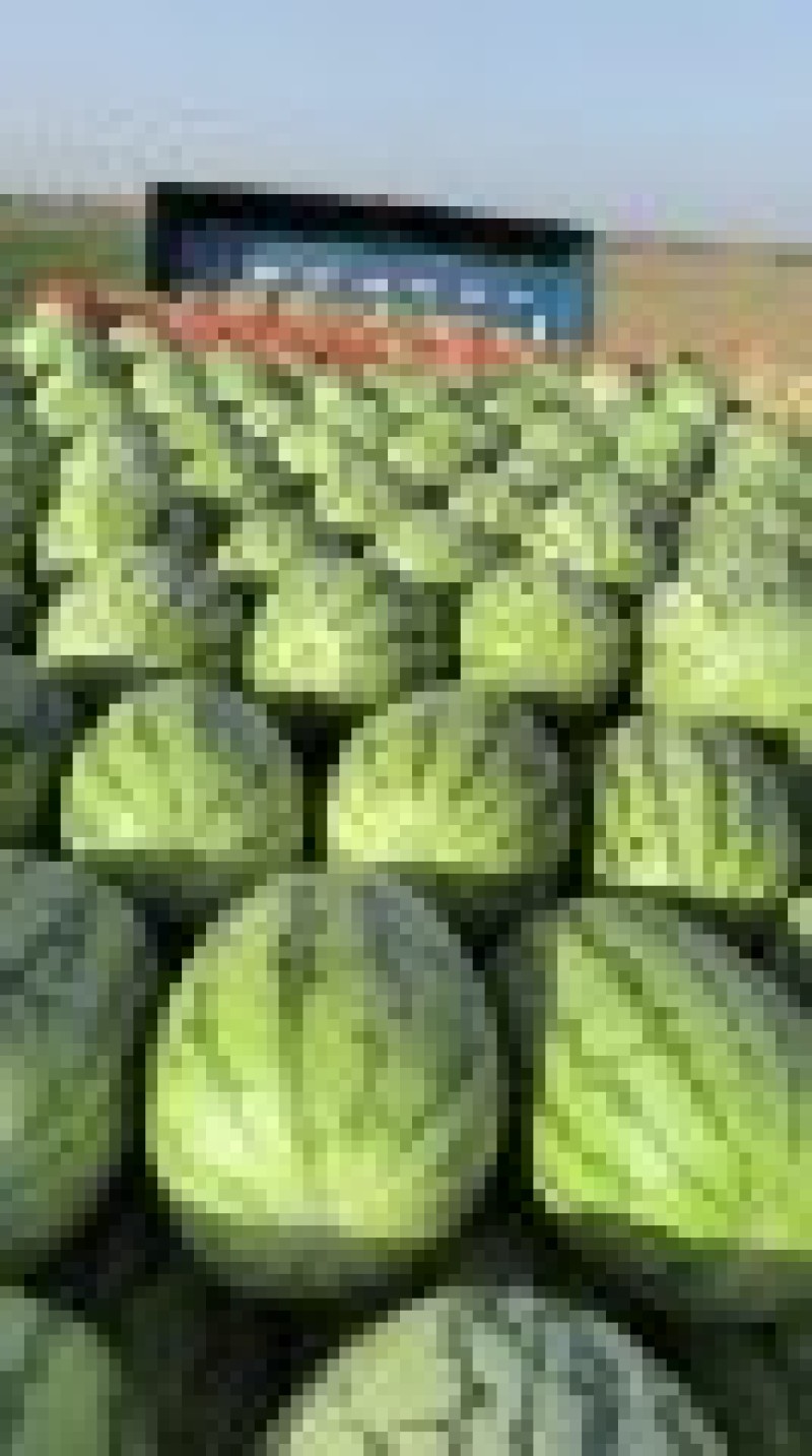 新疆吐鲁番精品金城5号西瓜产地直发量大从优保质保量