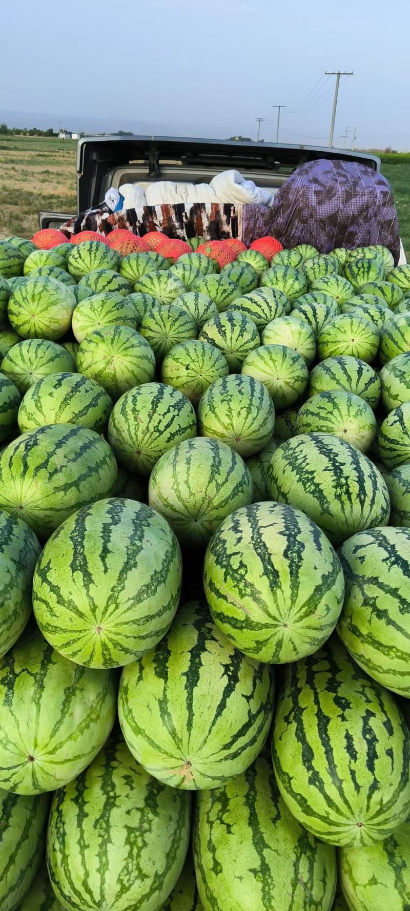 新疆吐鲁番精品金城5号西瓜产地直发量大从优保质保量
