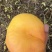 【精品油蟠桃】红油蟠桃/纽扣蟠桃/黄蟠桃各种品类齐全
