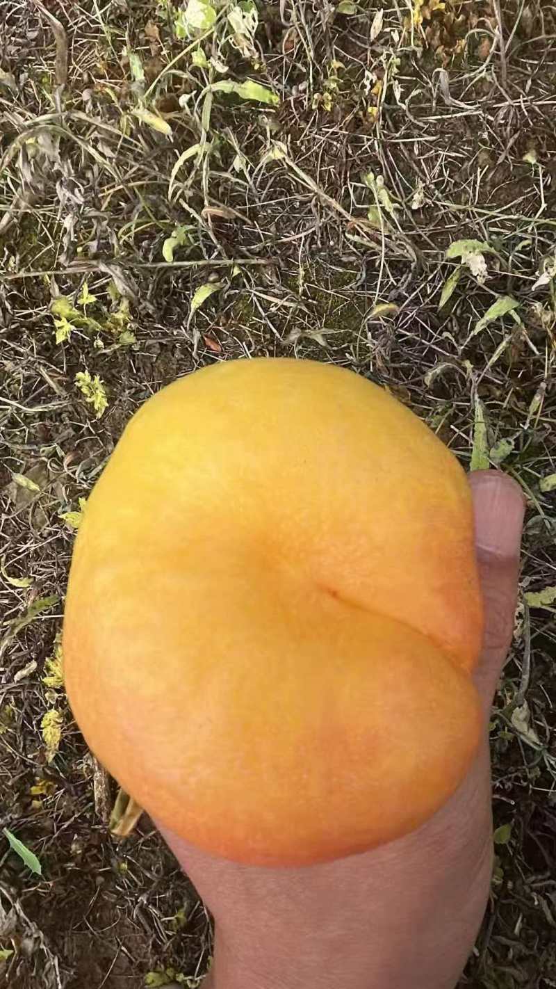 【精品油蟠桃】红油蟠桃/纽扣蟠桃/黄蟠桃各种品类齐全
