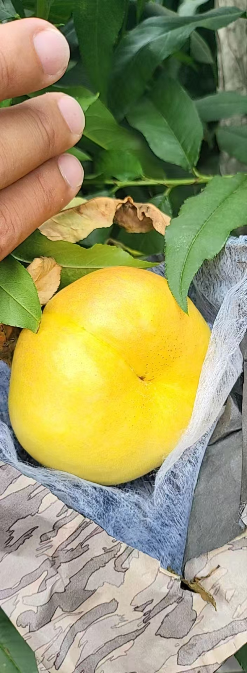 【精品油蟠桃】红油蟠桃/纽扣蟠桃/黄蟠桃各种品类齐全